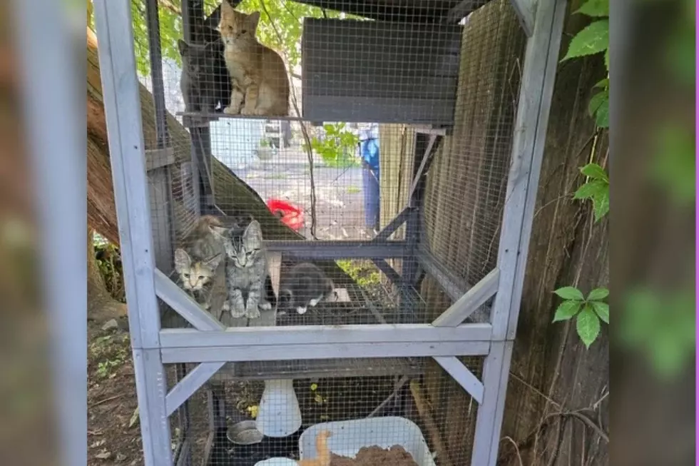 Eight kittens and two pit bulls were found living in deplorable conditions, plus one deceased dog in Neptune and the property owner has been charged (Monmouth County SPCA)