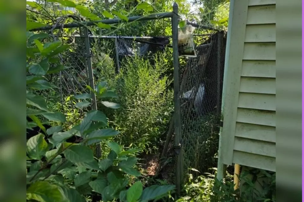 Eight kittens and two pit bulls were found living in deplorable conditions, plus one deceased dog in Neptune and the property owner has been charged (Monmouth County SPCA)