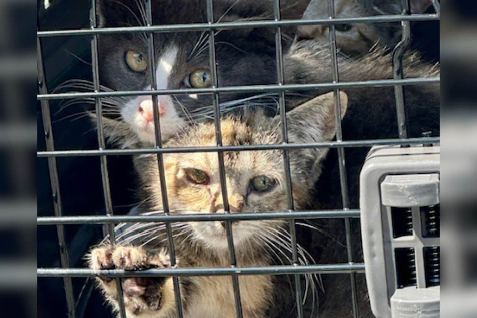 Monmouth County rescue uncovers shocking animal cruelty scene news image