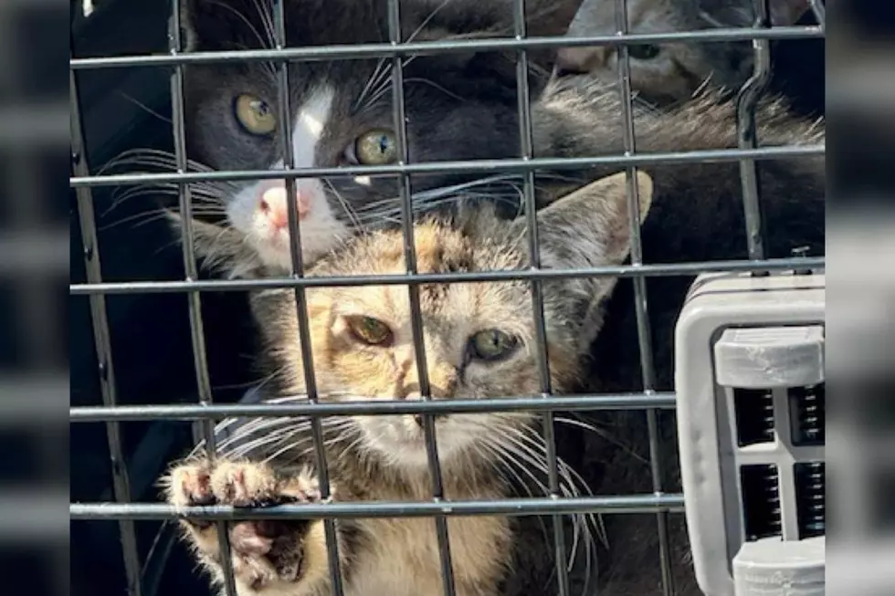 Dog’s body found in NJ trash as sick kittens, neglected pit bulls are rescued