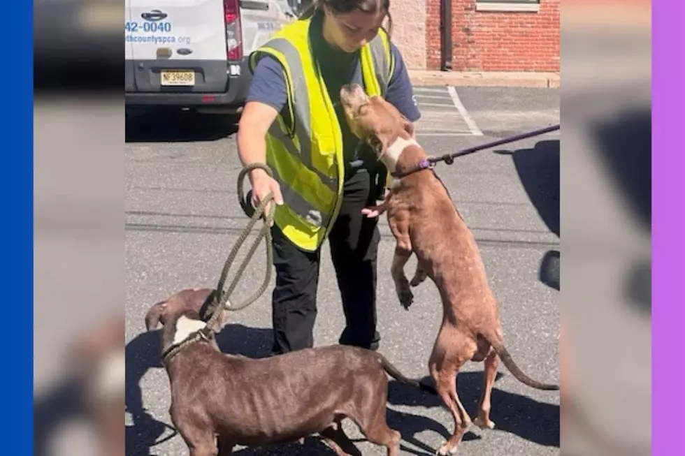 Eight kittens and two pit bulls were found living in deplorable conditions, plus one deceased dog in Neptune and the property owner has been charged (Monmouth County SPCA)