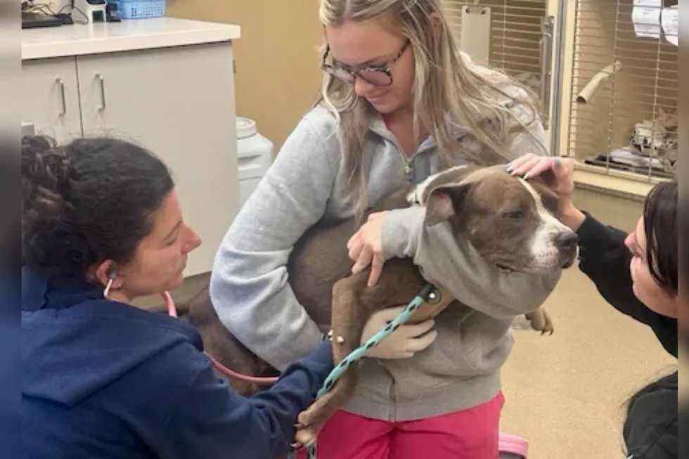 Eight kittens and two pit bulls were found living in deplorable conditions, plus one deceased dog in Neptune and the property owner has been charged (Monmouth County SPCA)