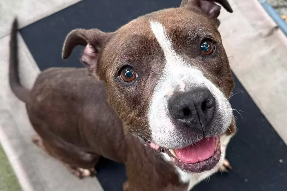 Eight kittens and two pit bulls were found living in deplorable conditions, plus one deceased dog in Neptune and the property owner has been charged (Monmouth County SPCA)
