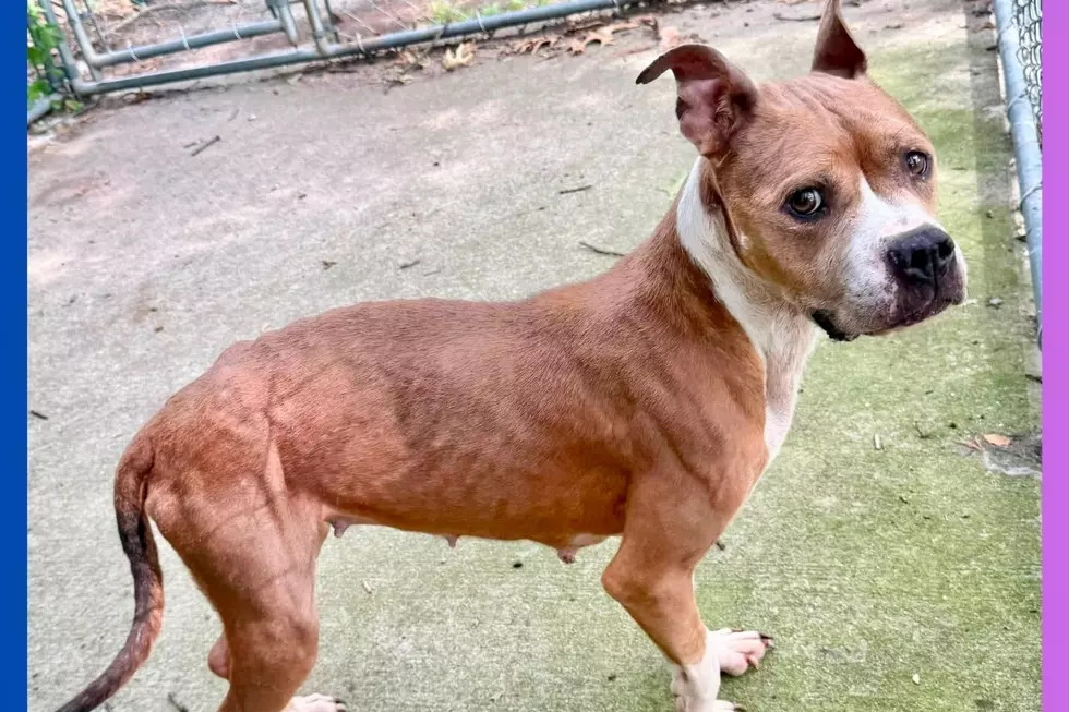 Eight kittens and two pit bulls were found living in deplorable conditions, plus one deceased dog in Neptune and the property owner has been charged (Monmouth County SPCA)