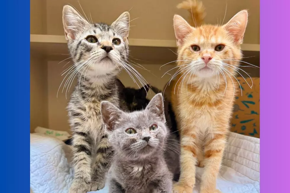 Eight kittens and two pit bulls were found living in deplorable conditions, plus one deceased dog in Neptune and the property owner has been charged (Monmouth County SPCA)