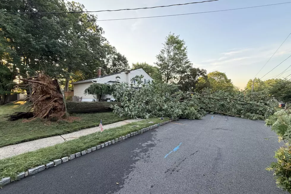 Fallen tree in Roxbury Sat., July 4, 2026
