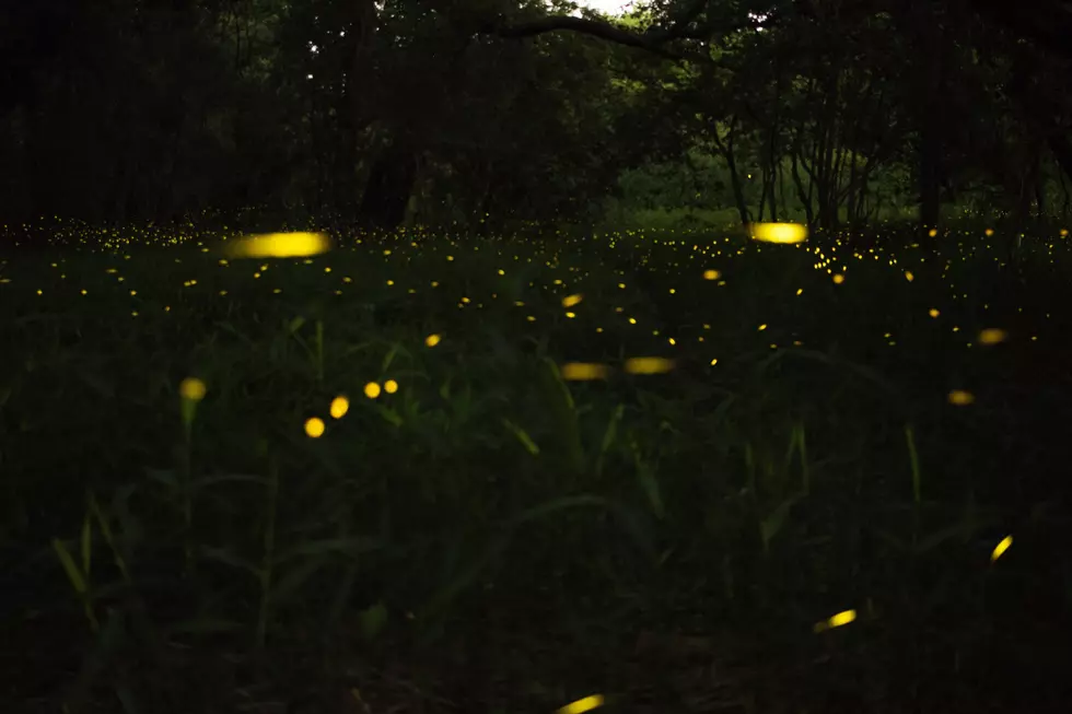 Where did all the lightning bugs go? NJ residents are wondering