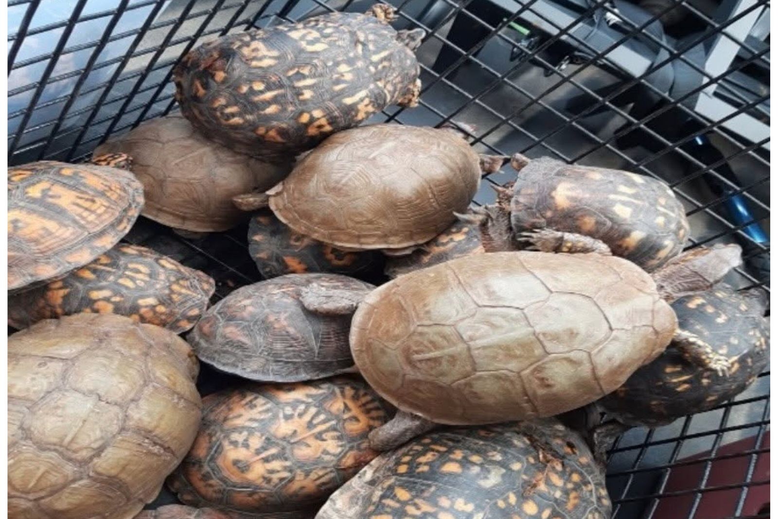 Illegal dumping of turtles in Cranford river raises environmental concerns