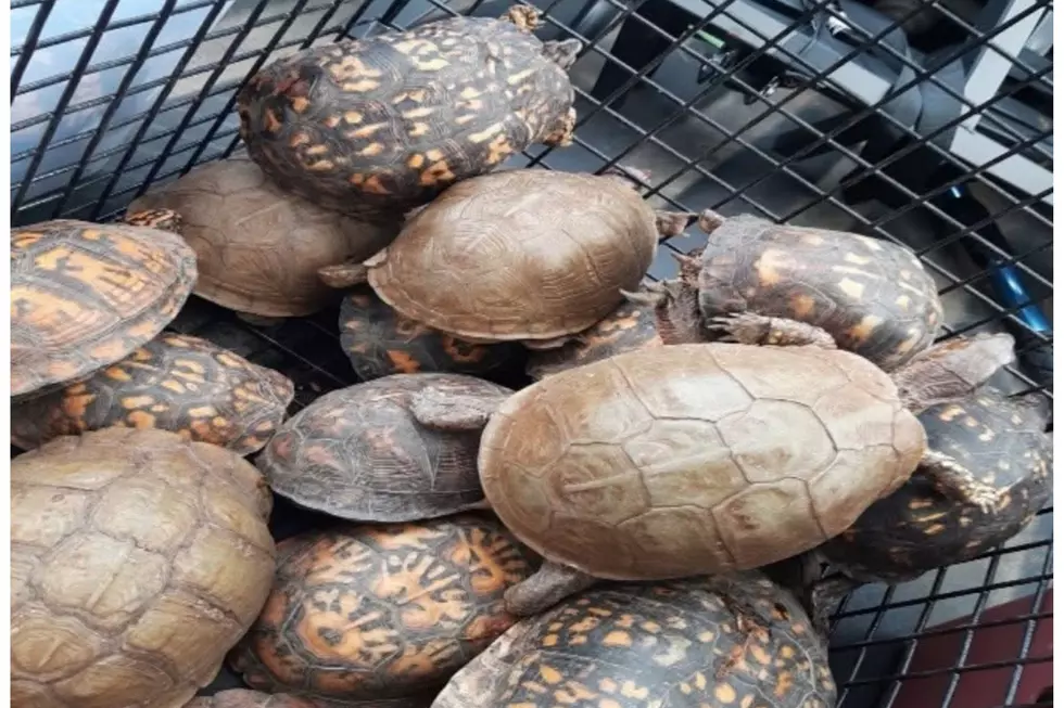 A shocking turtle dump has NJ police hunting for clues and seeking the public’s help