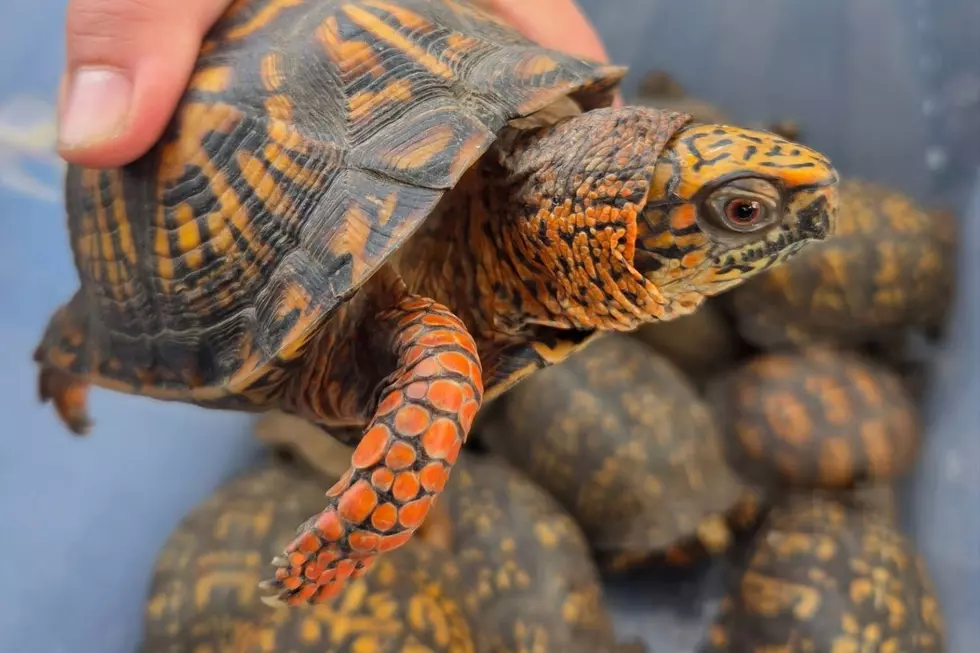 Cranford officials need the public's help in rounding up more than 150 box turtles that were illegally dumped near a river on Wednesday (St. Francis Animal Rescue via Facebook)