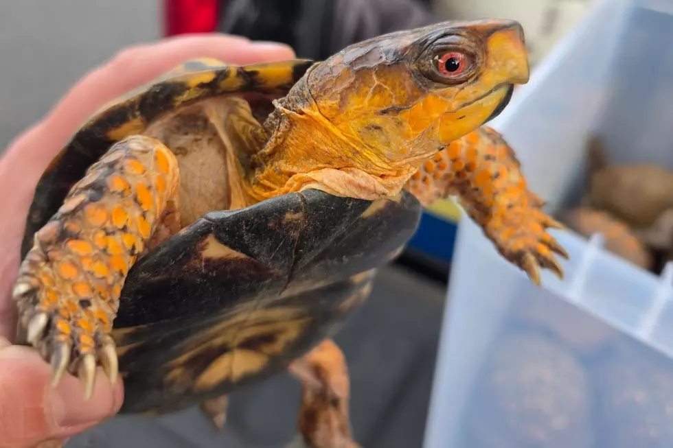 Cranford officials need the public's help in rounding up more than 150 box turtles that were illegally dumped near a river on Wednesday (St. Francis Animal Rescue via Facebook)