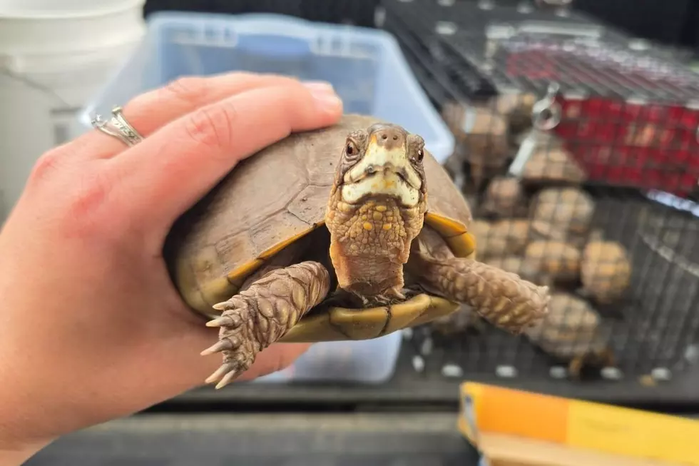 Cranford officials need the public's help in rounding up more than 150 box turtles that were illegally dumped near a river on Wednesday (St. Francis Animal Rescue via Facebook)