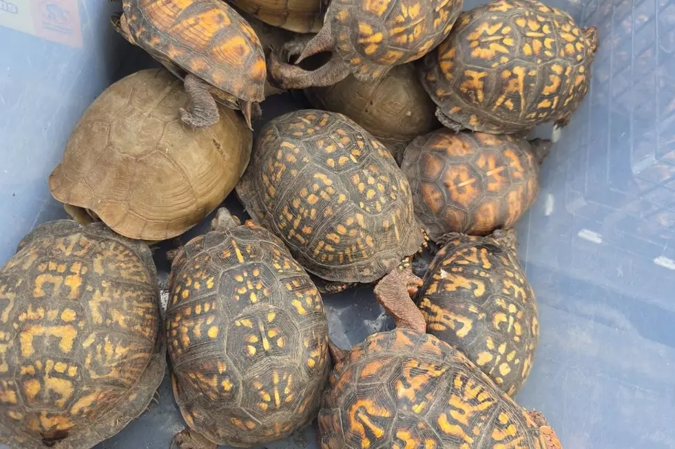 Cranford officials need the public's help in rounding up more than 150 box turtles that were illegally dumped near a river on Wednesday (St. Francis Animal Rescue via Facebook)