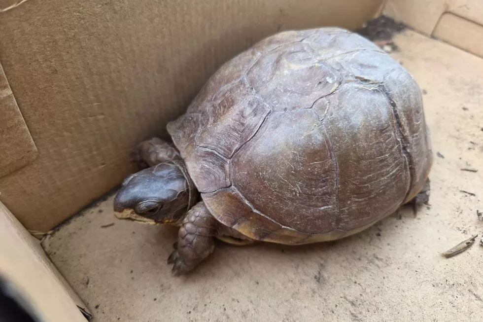 Cranford officials need the public's help in rounding up more than 150 box turtles that were illegally dumped near a river on Wednesday (St. Francis Animal Rescue via Facebook)