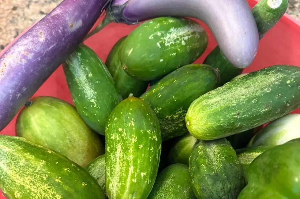 16 year old Caroline Sahm is the founder of Westfield Seeds of Change, dedicated to donating surplus garden produce to St. James Food Pantry (Caroline Sahm)