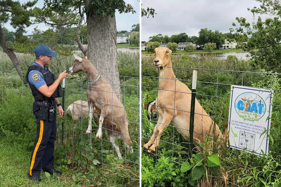 Sea Girt Goats