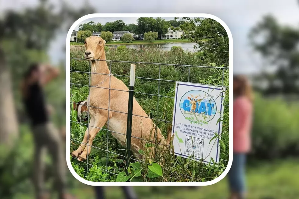 Why are goats eating their way through this NJ shore town?