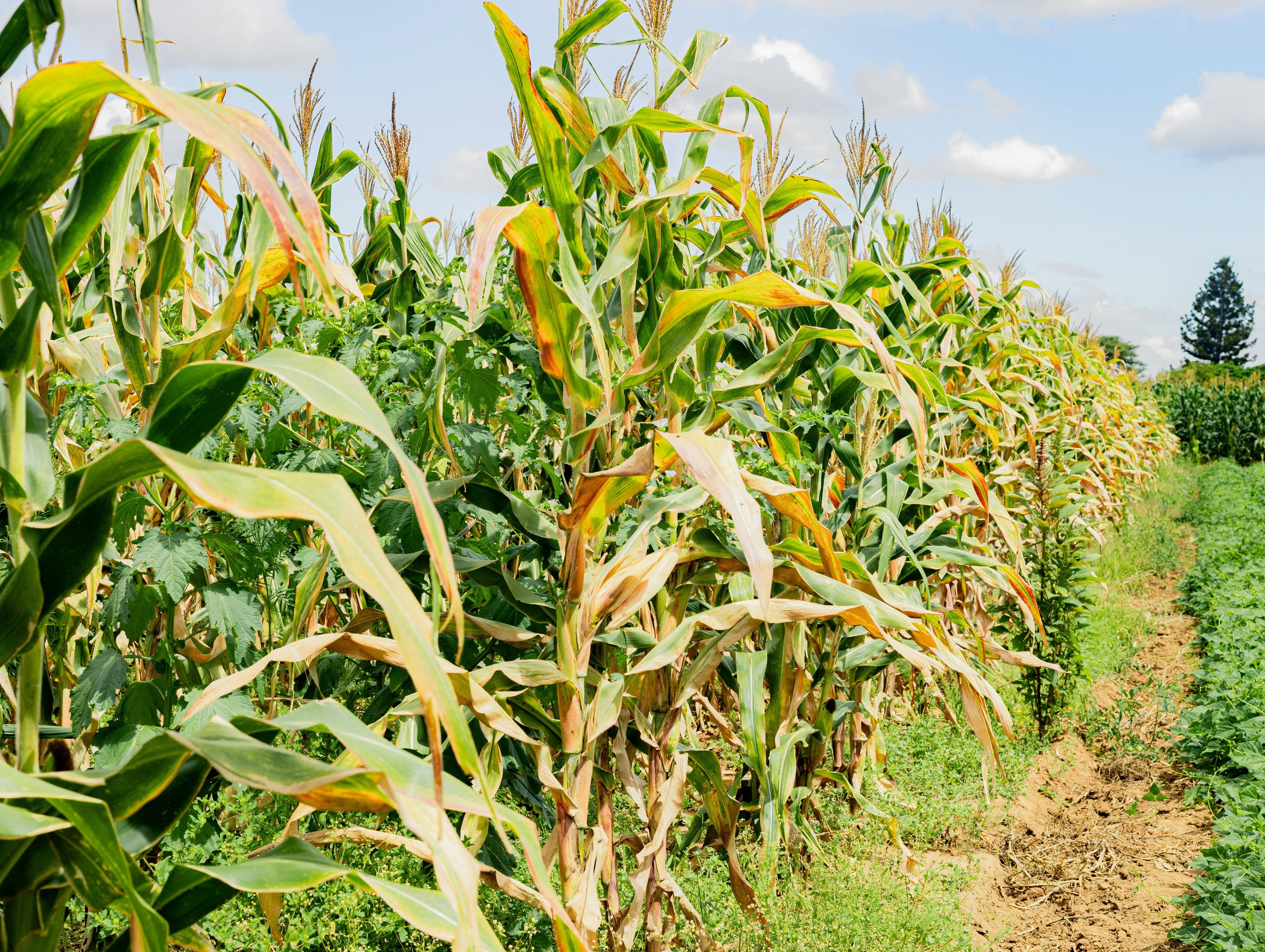 Corn, tomatoes, and craft beer displayed at Flemington's seasonal festival celebrating local produce and regional breweries