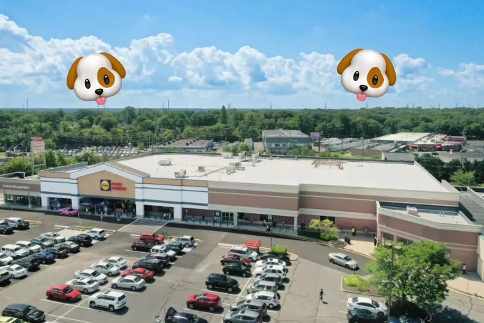 Dogtopia Is Opening At Brunswick Shopping Center