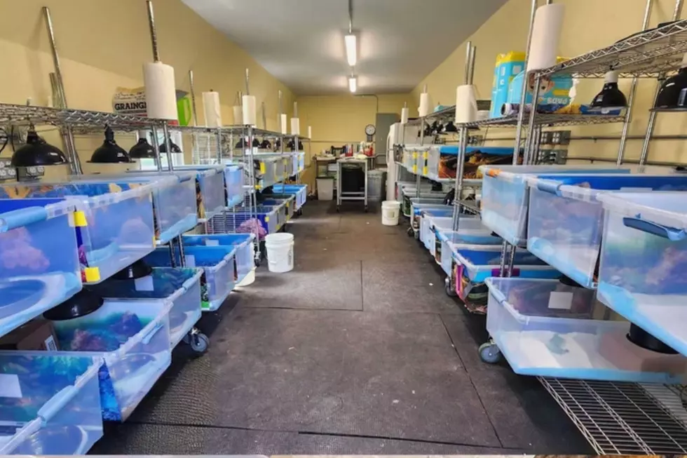 A Mercer County wildlife rescue is caring for about 160 turtles that were illegally dumped near a river in Cranford (Wildlife Center Friends via Facebook)