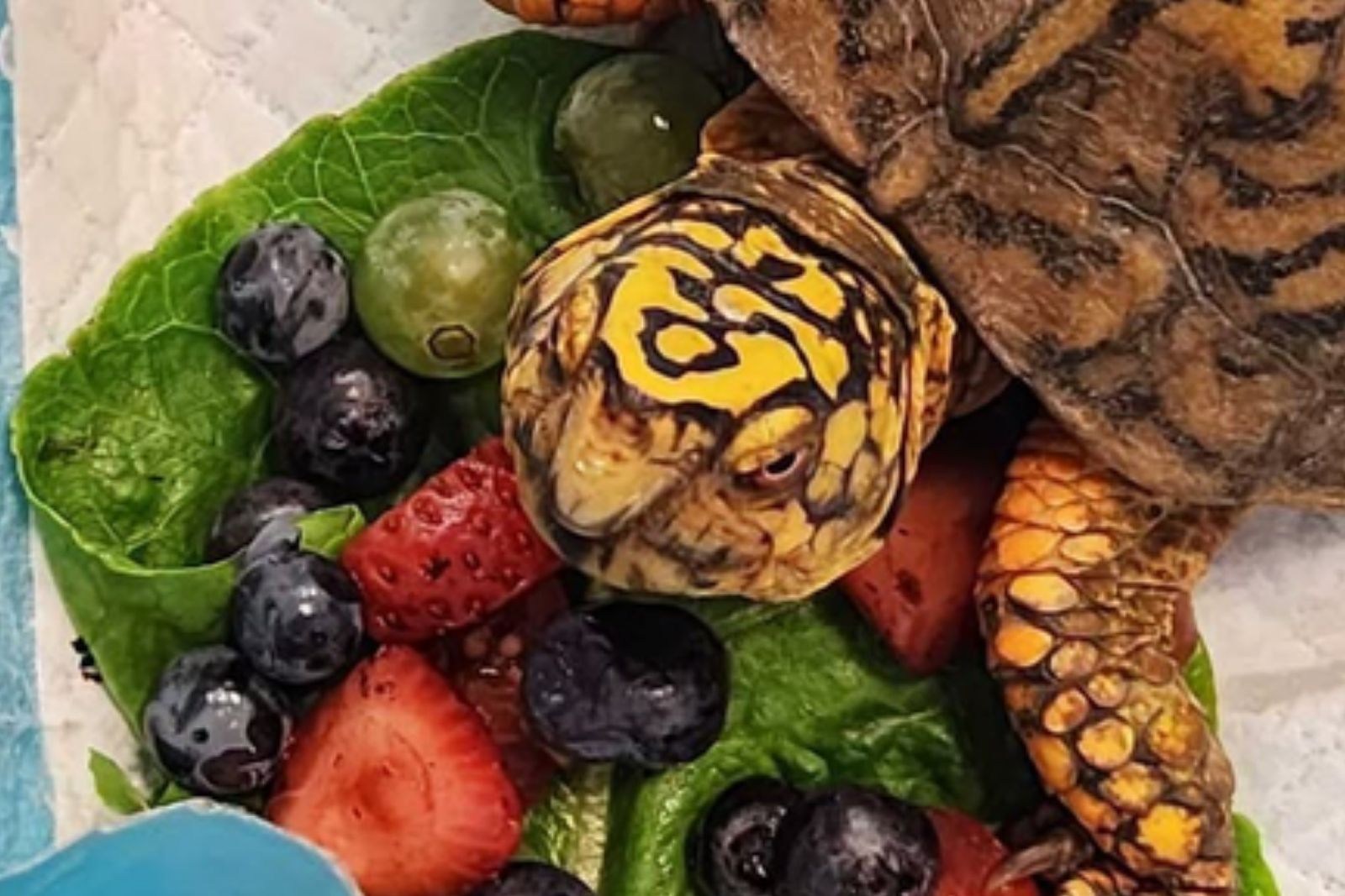 Illegally dumped turtles being rescued and cared for at a New Jersey wildlife rehabilitation facility