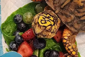 NJ wildlife center overwhelmed after caring for 167 illegally dumped turtles