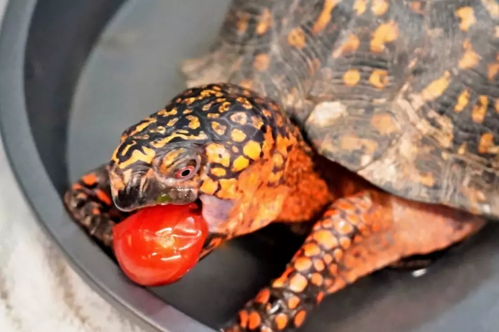 A Mercer County wildlife rescue is caring for about 160 turtles that were illegally dumped near a river in Cranford (Wildlife Center Friends via Facebook)