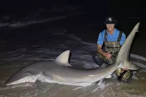 Bay Head uses state law to end drone bait drops for shark fishing