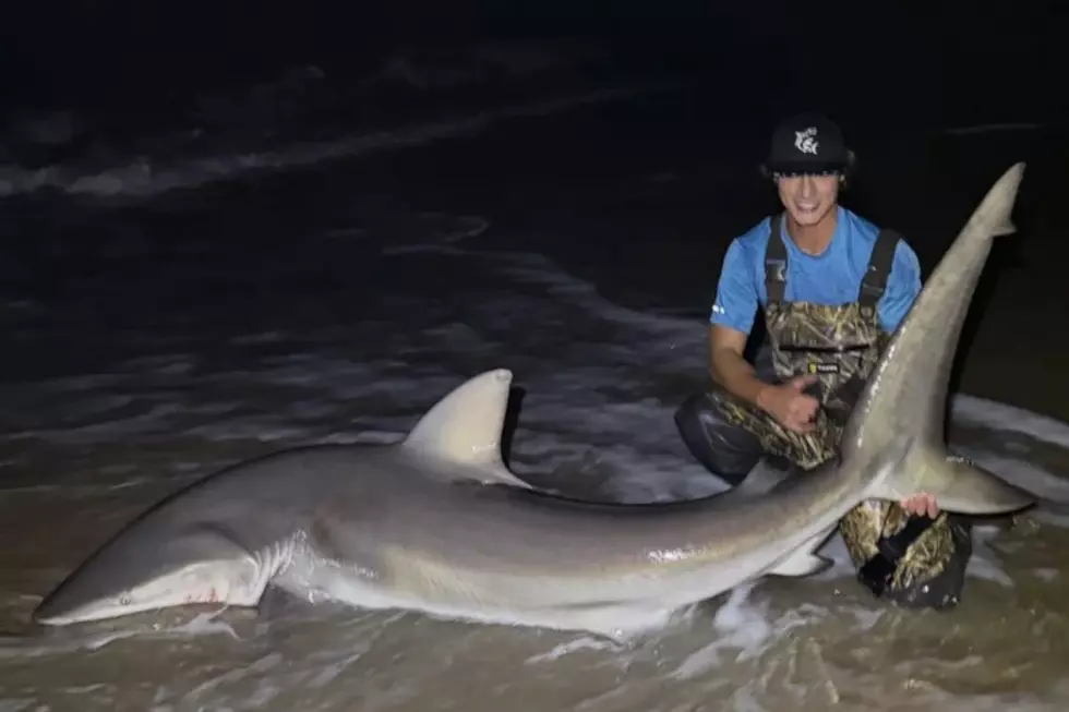 Bay Head uses state law to end drone bait drops for shark fishing