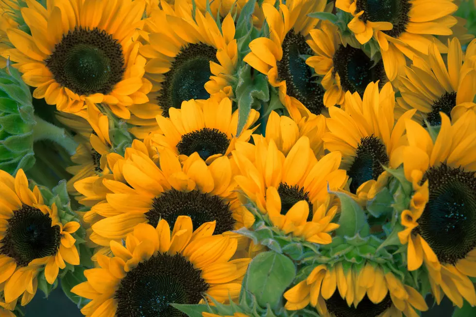 Lambertville's Sunflower Festival, what a great summer day trip