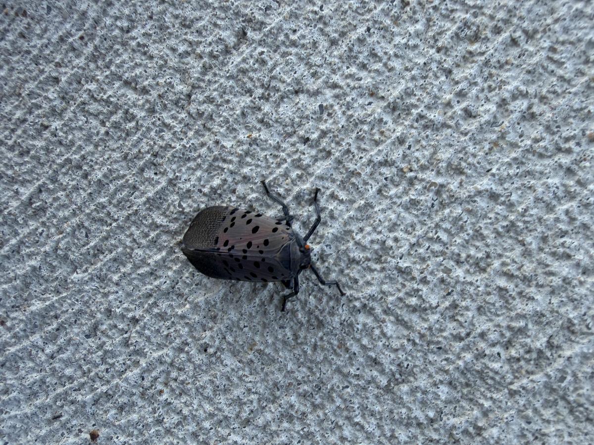 Spotted Lanternflies return to New Jersey
