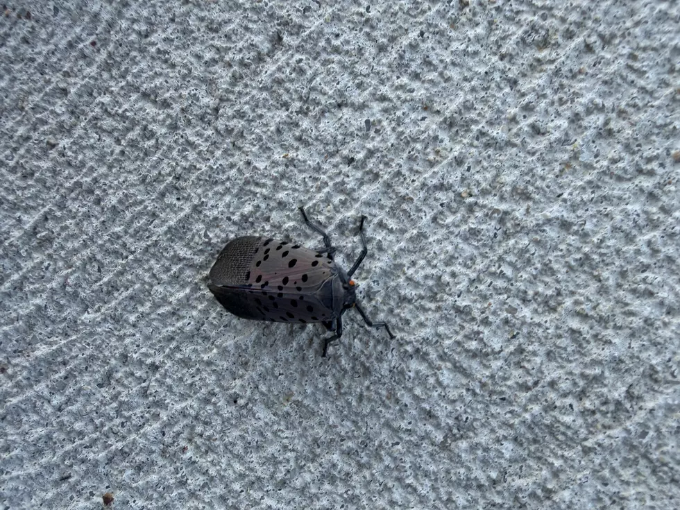 Spotted Lanternflies return to New Jersey