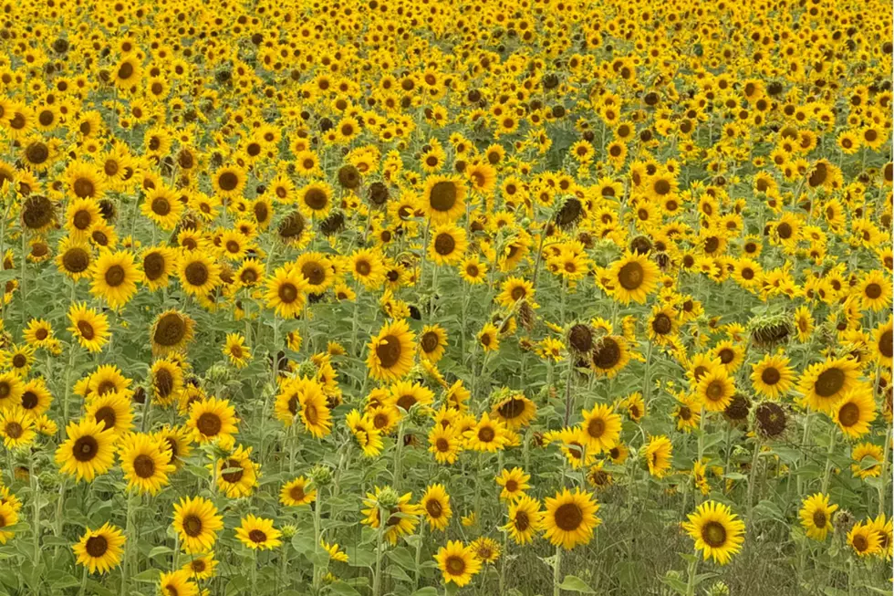 This NJ path is like 'The Wizard Of Oz,' but with sunflowers