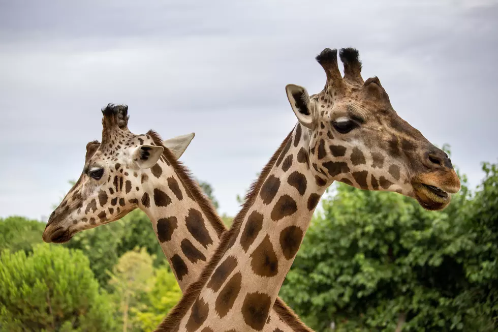 Boo at the Zoo returns to the Cape May County Zoo this fall