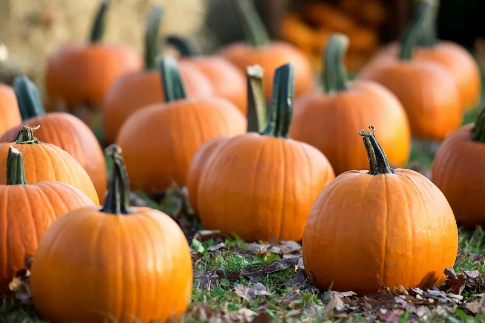 Get ready for fall fun in New Jersey! The Great Pumpkin Festival is almost here