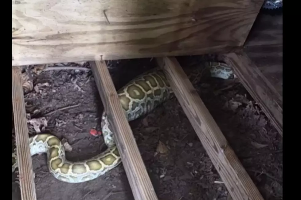 Surprise! Massive python rescued from Freehold shed