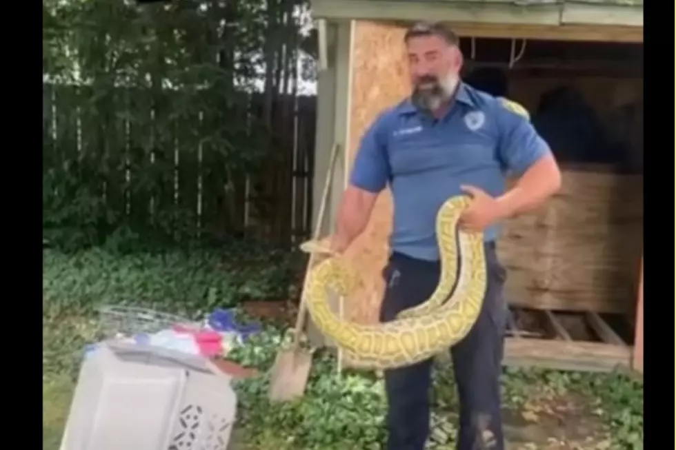 Giant python with a possum still inside it was rescued from under a backyard shed in Freehold (MCSPCA screenshot from a video via Facebook)