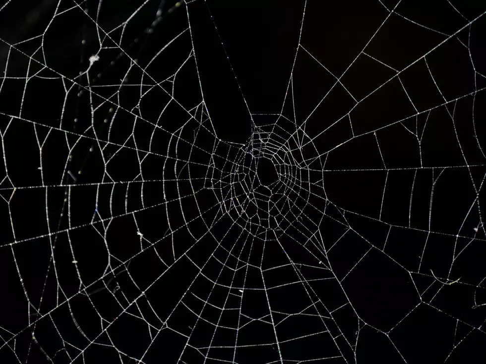 NJ spiders to watch out for
