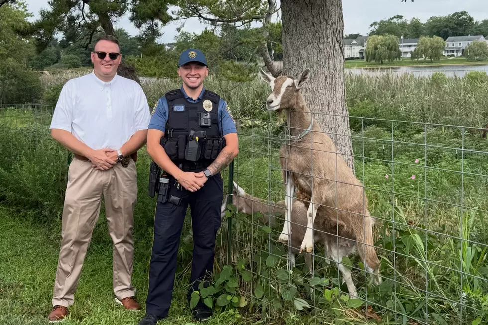 Sea Girt Goats