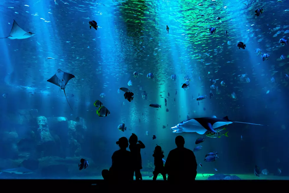 Preschoolers can get FREE unlimited visits to Adventure Aquarium in New Jersey all year