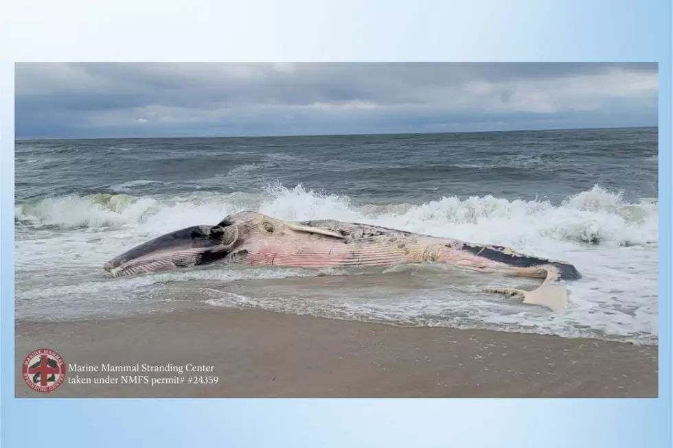 Dead whale is breaking apart off LBI. Don’t touch the pieces