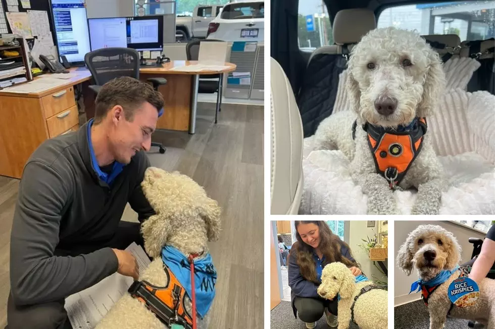 Subaru Loves Pets Event: Celebrate Your Fur Babies with Lester Glenn & All Fur One
