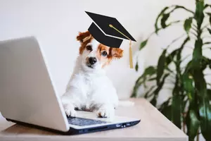 Study shows your dog understands what you're feeling
