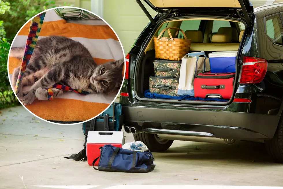 The insane story of a NJ kitten’s 800-mile ride a car bumper