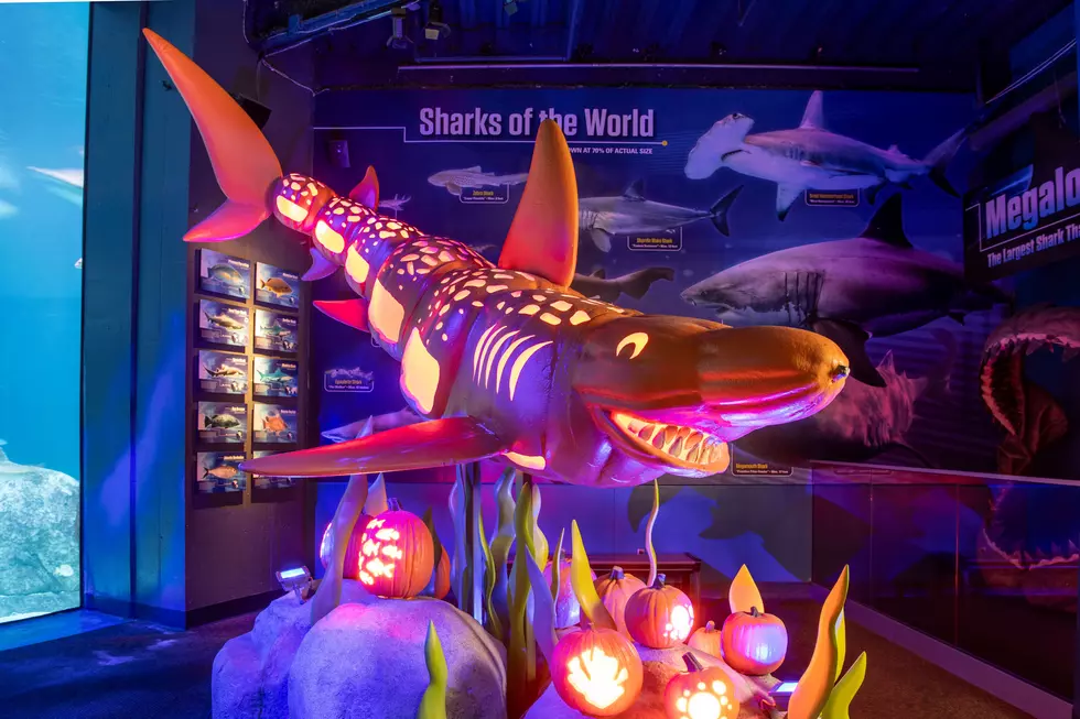 Get ready, New Jersey! Fall fun goes underwater at Adventure Aquarium’s Fintastic Pumpkin Glow