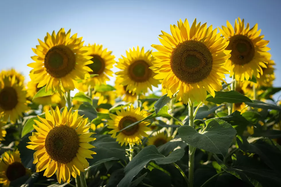 One of New Jersey’s most beautiful sunflower festivals is happening right now