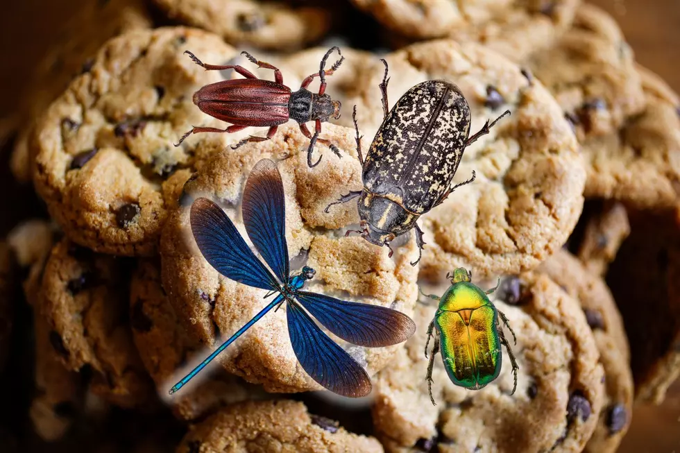 Get ready for sprickets, stinkbugs, and all those critters to come into your home