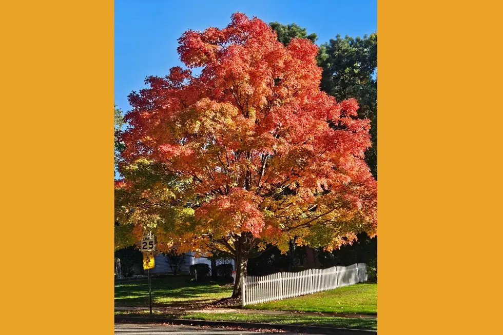 Fall foliage in Brick, NJ (Jen Ursillo)