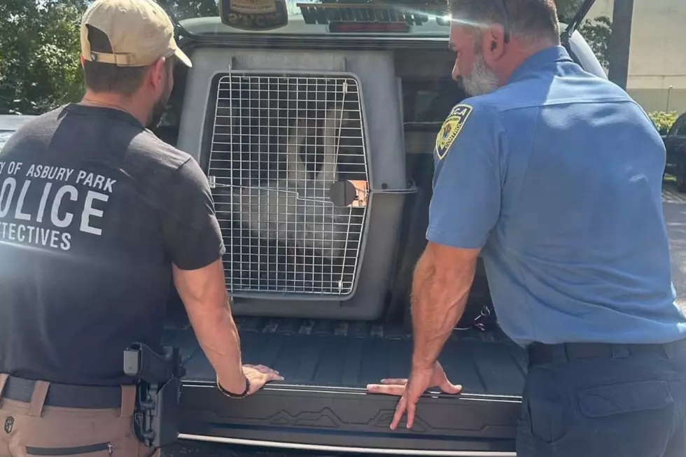 Taco and Churro, the two white geese stolen from Deal Lake in Asbury Park, have been returned safe and sound (Monmouth County SPCA Facebook page)