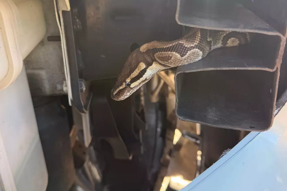 Somerset County cops had to take apart a car to rescue a 3-foot python trapped inside